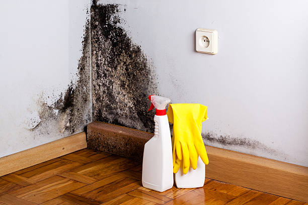 Best Post-Flood Mold Remediation in Wickliffe, OH